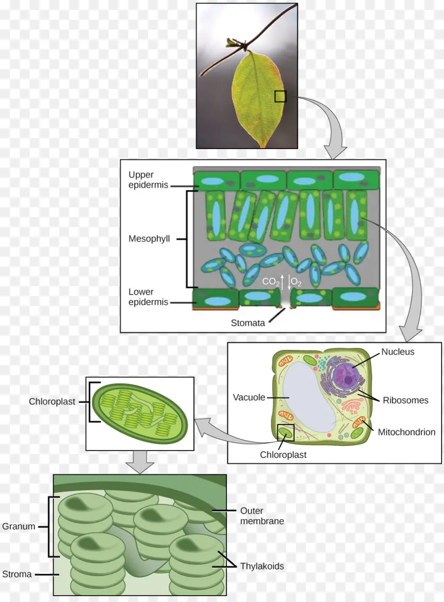 ใบไม้，การสังเคราะห์ด้วยแสง PNG