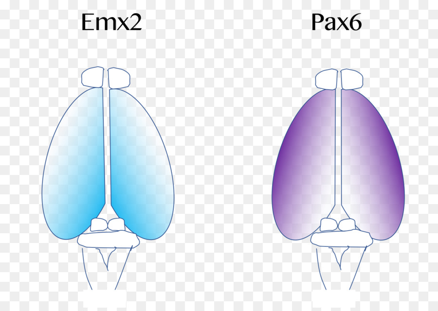 งของจากเยื่อหุ้มสมอง，สมอง PNG