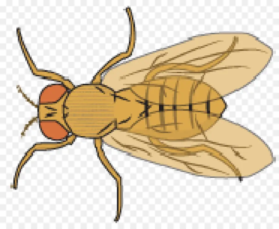 แมลงวันผลไม้，Drosophila PNG