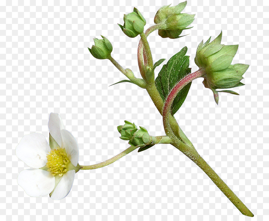 บัว Nucifera，ดอกไม้ PNG