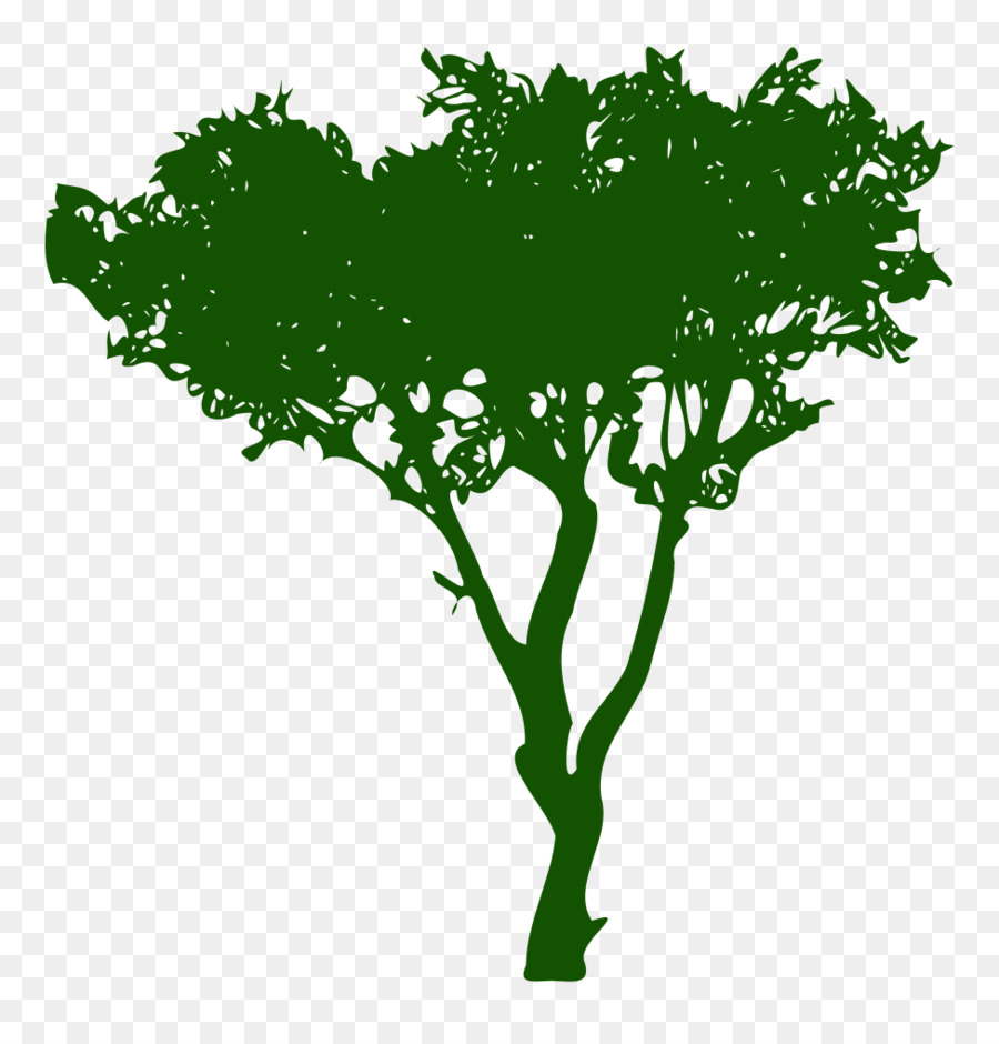 ต้นไม้，จากแผนกเวชศาสตร์ PNG