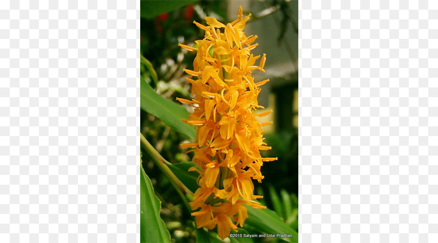 Zingiberaceae，Hedychium Coronarium PNG