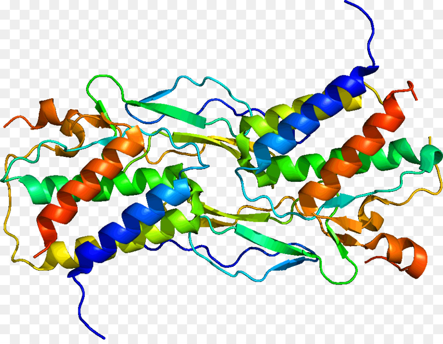 โครงสร้างโปรตีน，ชีววิทยา PNG