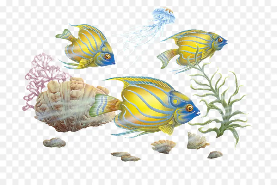 ปลาที่มีสีสัน，ปลา PNG