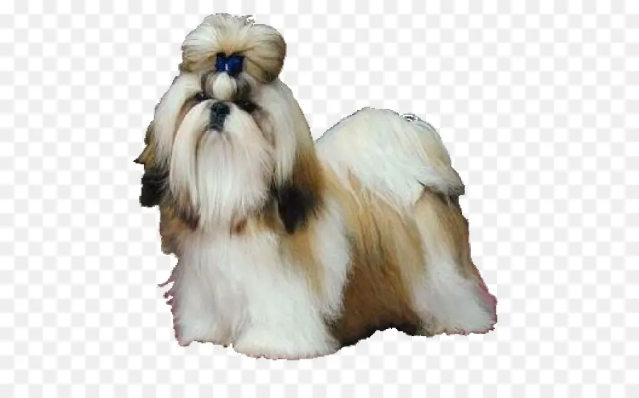 Shih Tzu Dog，สัตว์เลี้ยง PNG