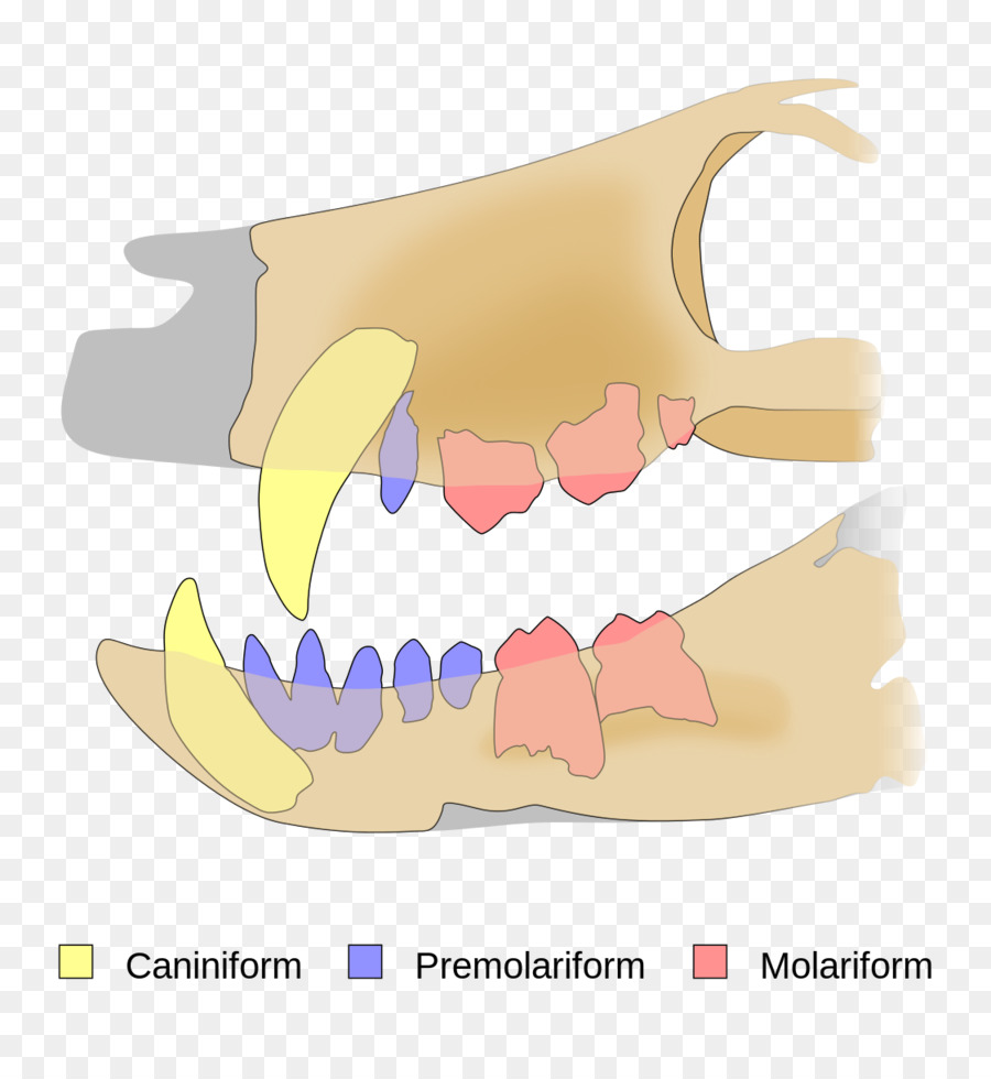 ฟัน，Tyrannosaurus PNG