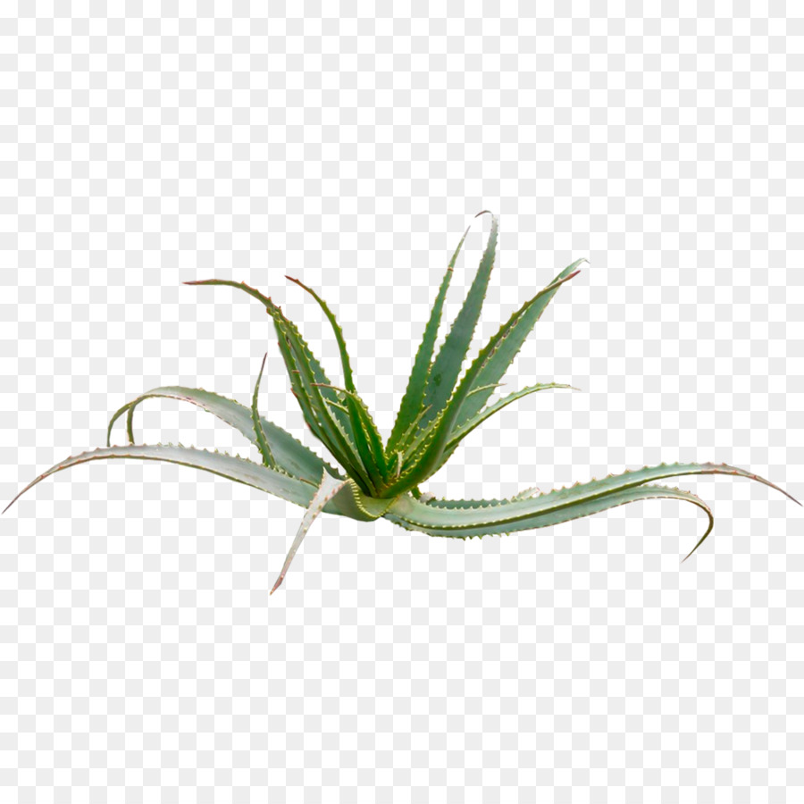 พืช Agave，ฉ่ำ PNG