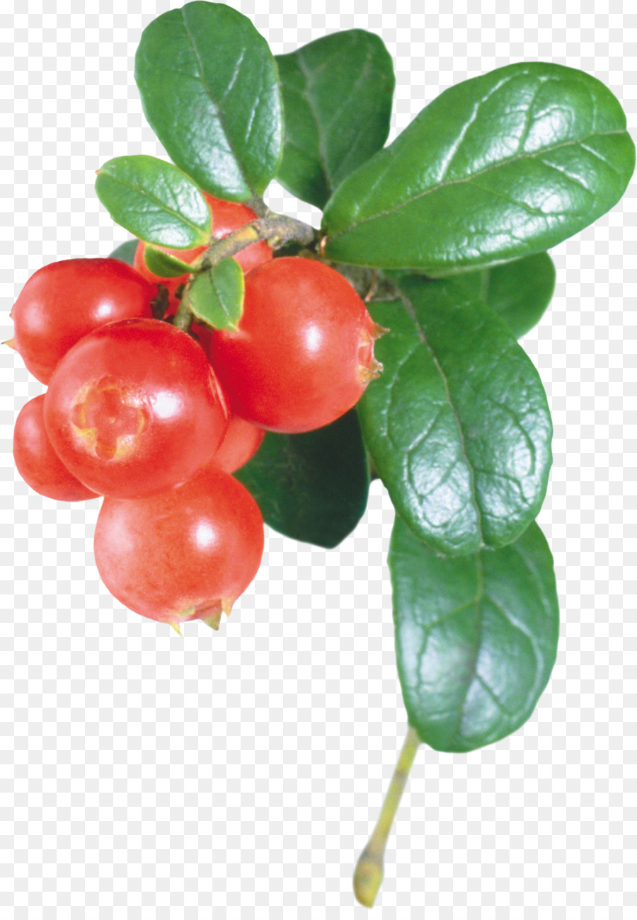 Lingonberry，ต้นไม้ PNG