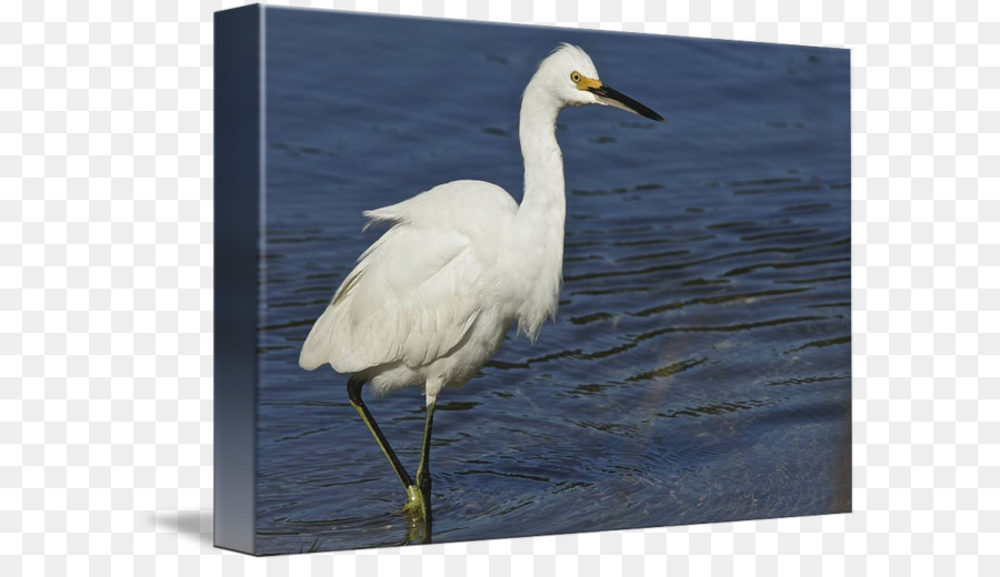 Egret ที่ดี，นก PNG