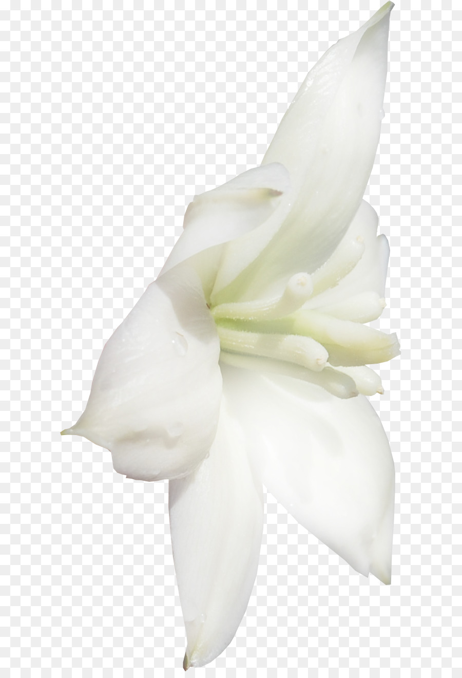 ดอกไม้，Encapsulated แฟ้มโพสต์สคริปต์ PNG