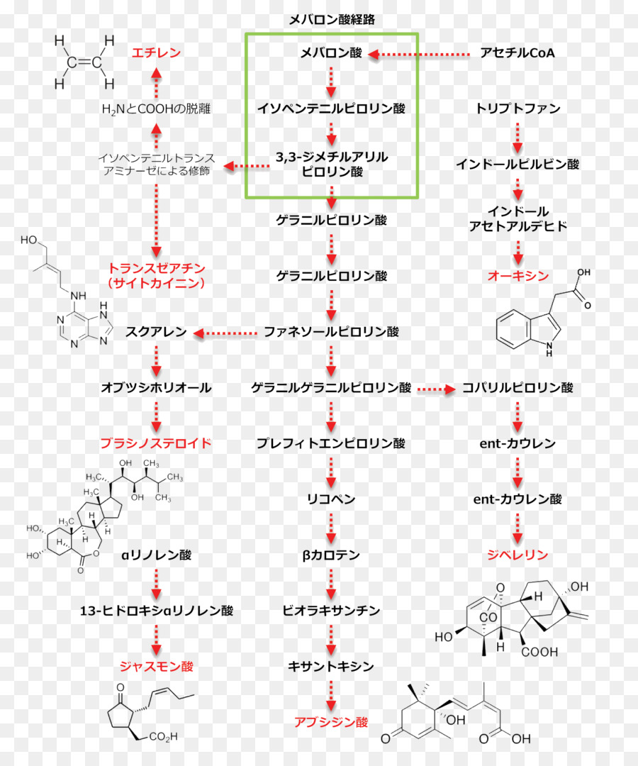 Jasmonic กรด，ฮอร์โมน PNG