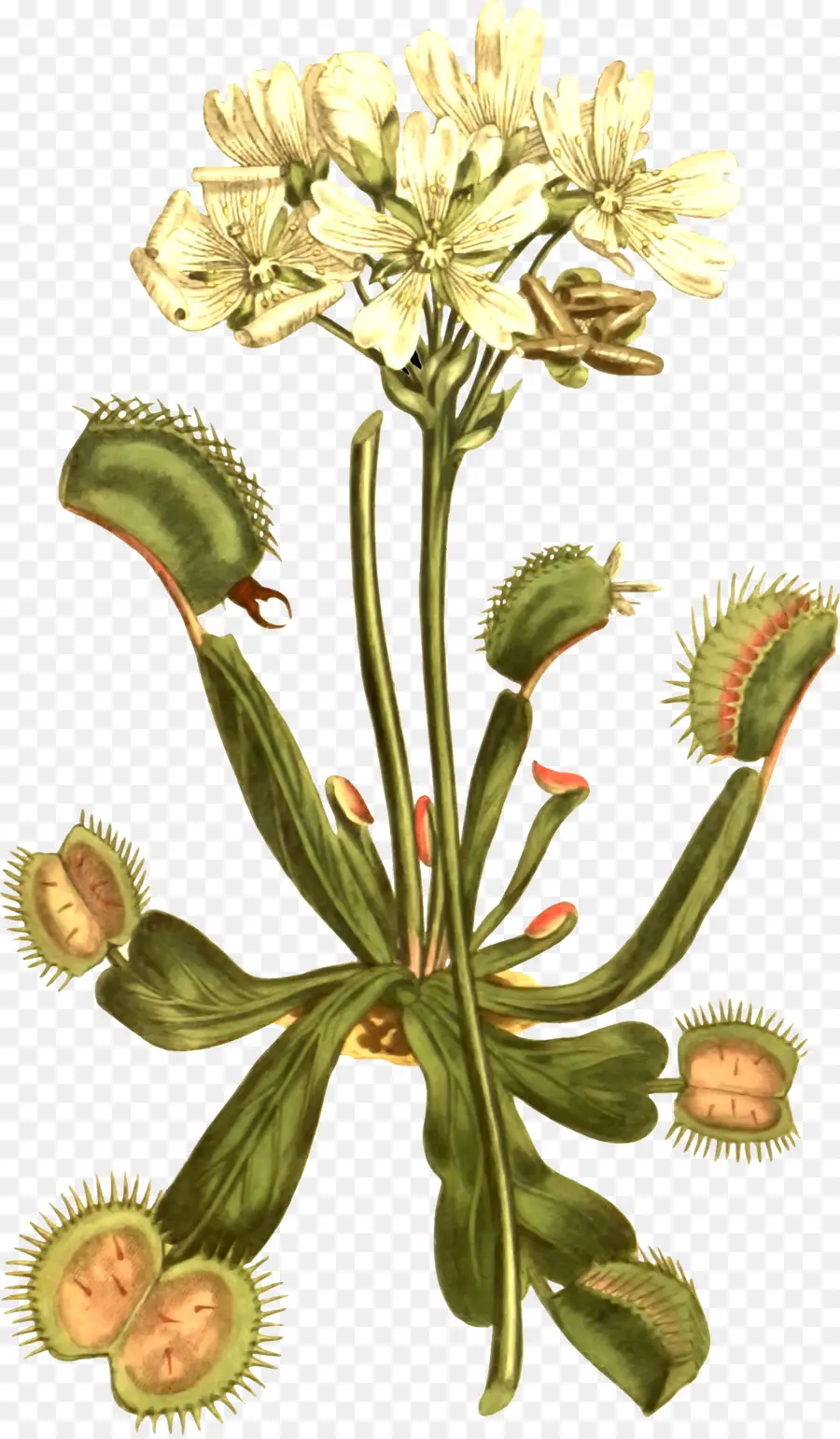 Venus Flytrap，พืชที่กินเนื้อเป็นอาหาร PNG