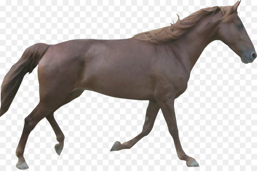 ม้าอาหรับม้า，ม้า PNG