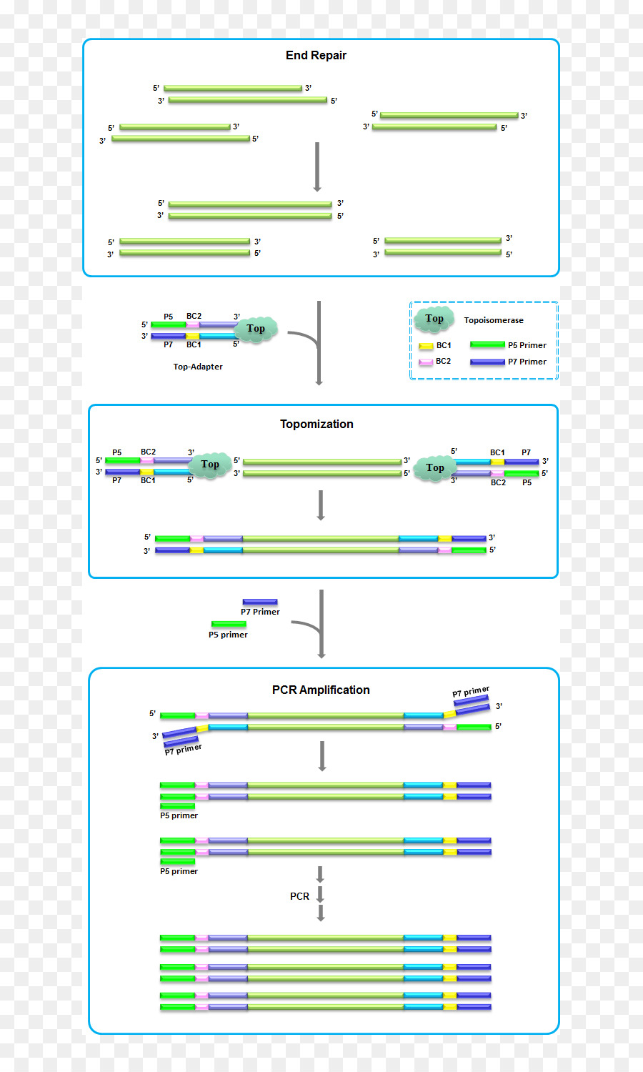 ห้องสมุด，ดีเอ็นเอ Fragmentation PNG