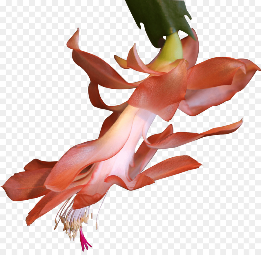 ทพ，Cactaceae PNG