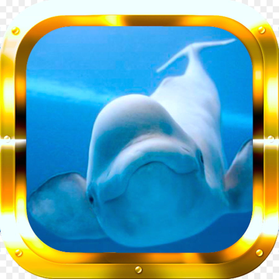 อาร์กติก，Beluga วาฬ PNG