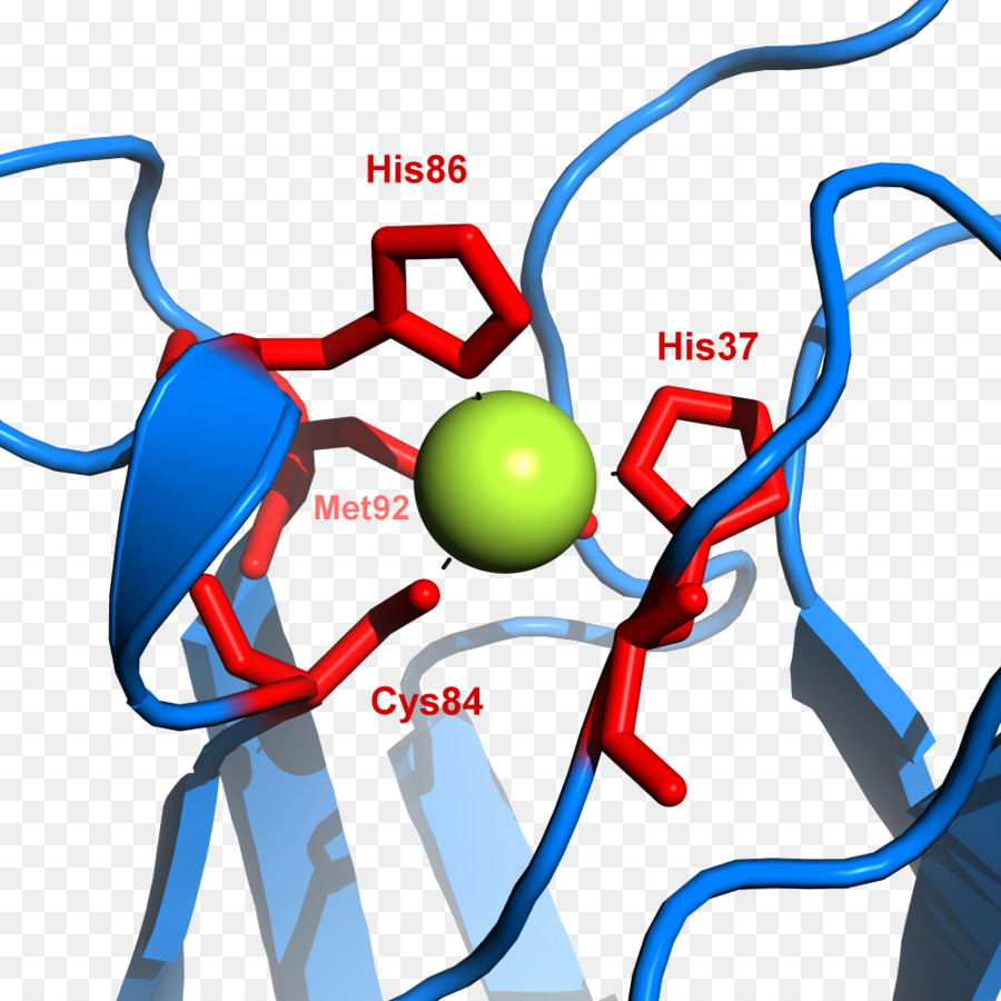 Plastocyanin，ทองแดงโปรตีน PNG