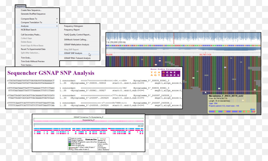 Singlenucleotide แตก，ลำดับโรงเรี PNG