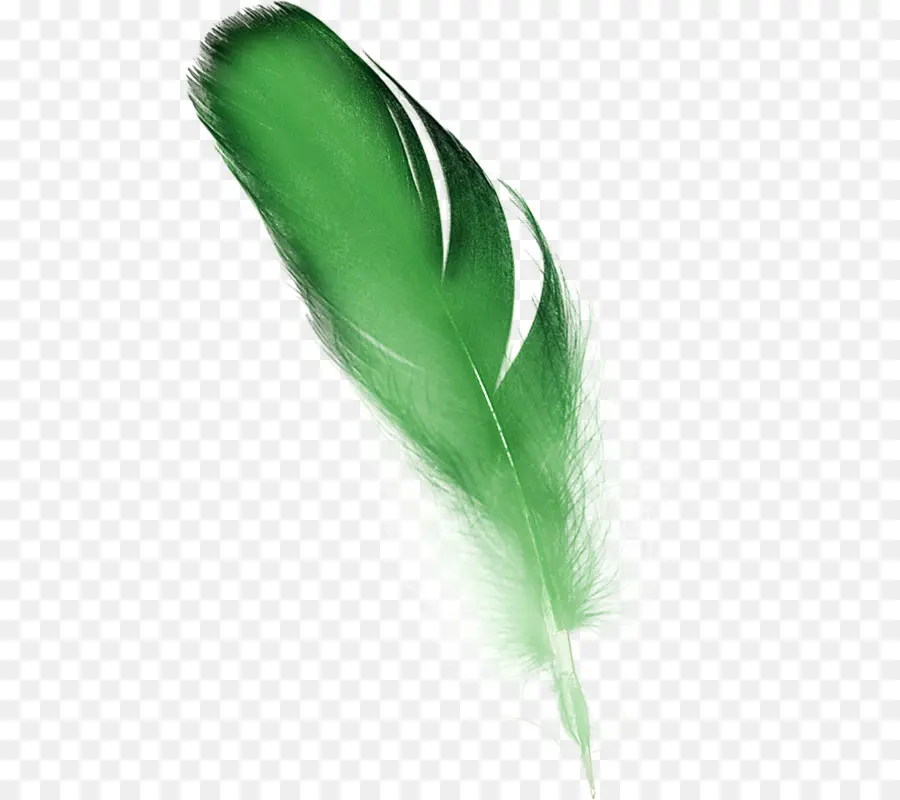 ขนนก，สีเขียว PNG