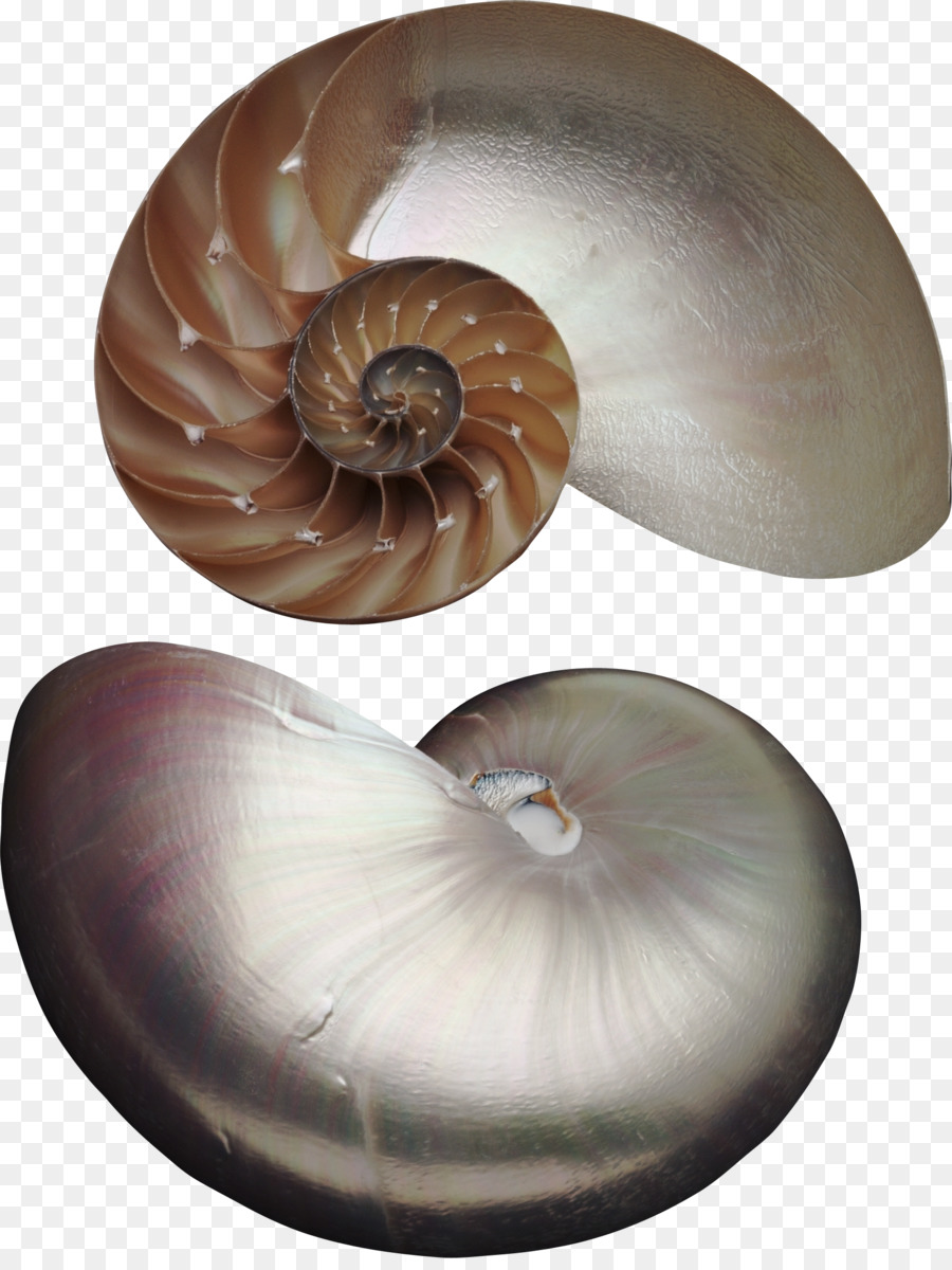 Nautilus，เปลือกหอยต่างหา PNG