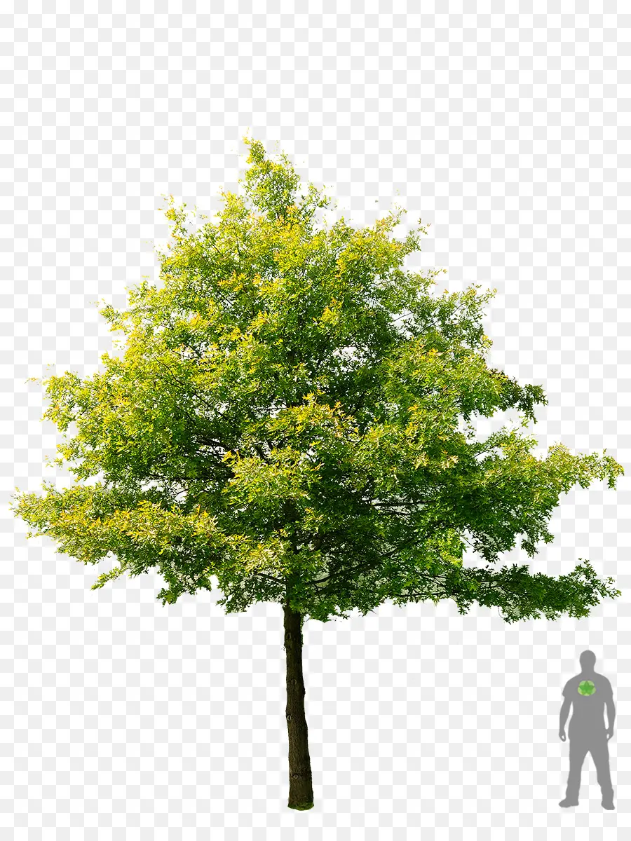 ต้นไม้，อเมริกัน Sycamore PNG