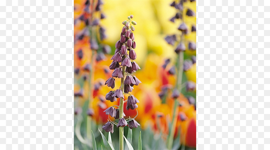 Fritillaria Imperialis，Fritillaria Persica PNG