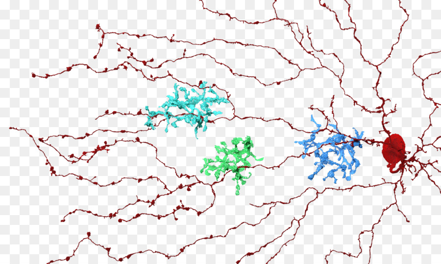 เซลล์ประสาท，สมอง PNG