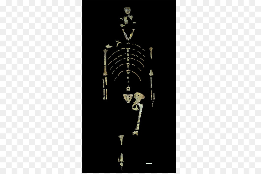 ลูซี่，Australopithecus Afarensis PNG