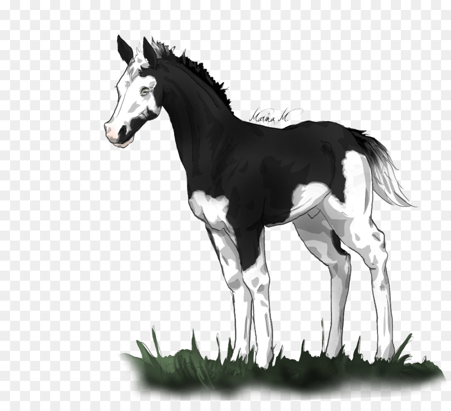 แผง，Foal PNG