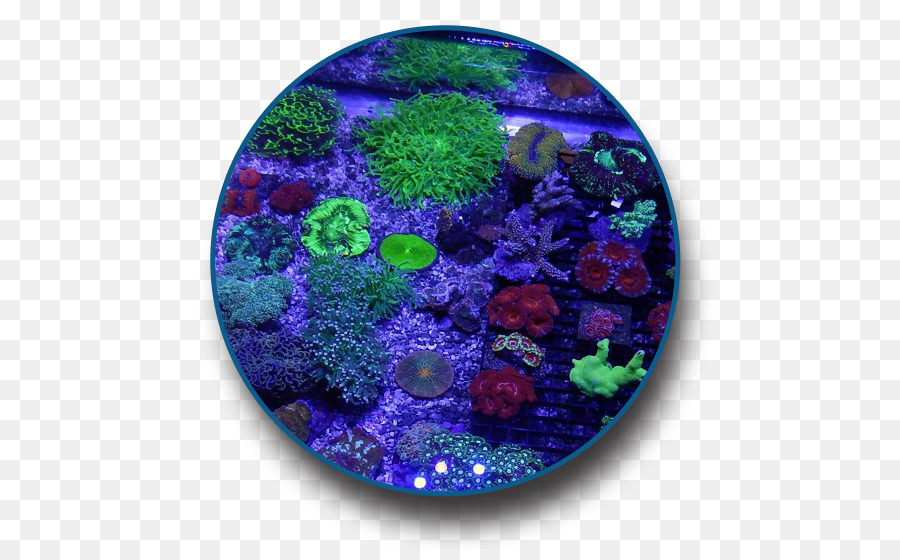 ปะการัง，ไคล้น้ำเค็ม PNG