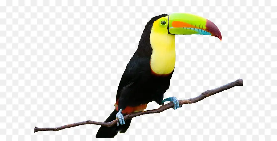 Toucan สีสันสดใส，เขตร้อน PNG