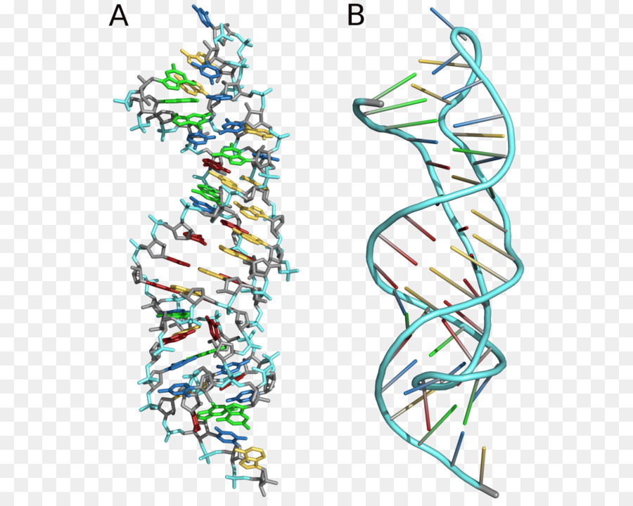 Pseudoknot，Nucleic กรดช่องทางที่สองโครงสร้าง PNG