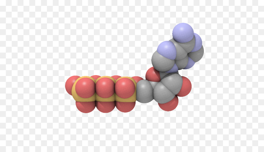 Adenosine Triphosphate，พลังงาน PNG