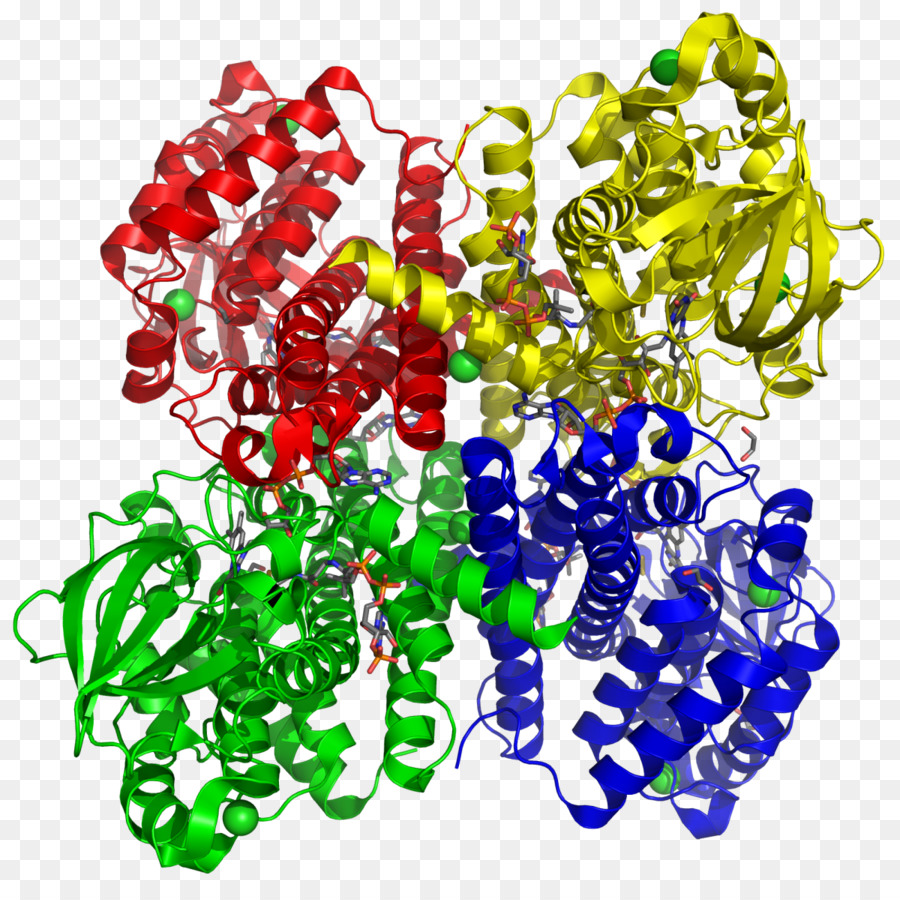 Acyl Coa Dehydrogenase，Dehydrogenase PNG