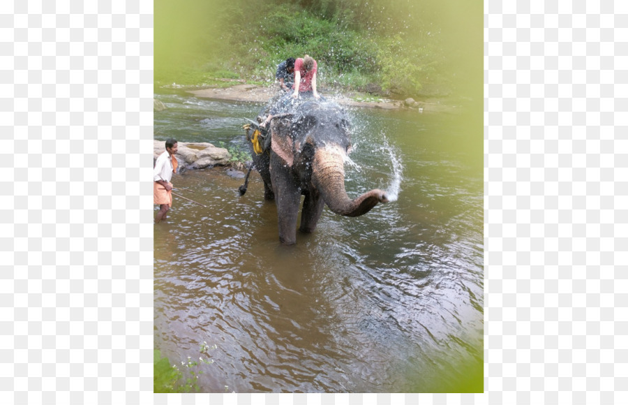 Munnar，ช้างอินเดีย PNG