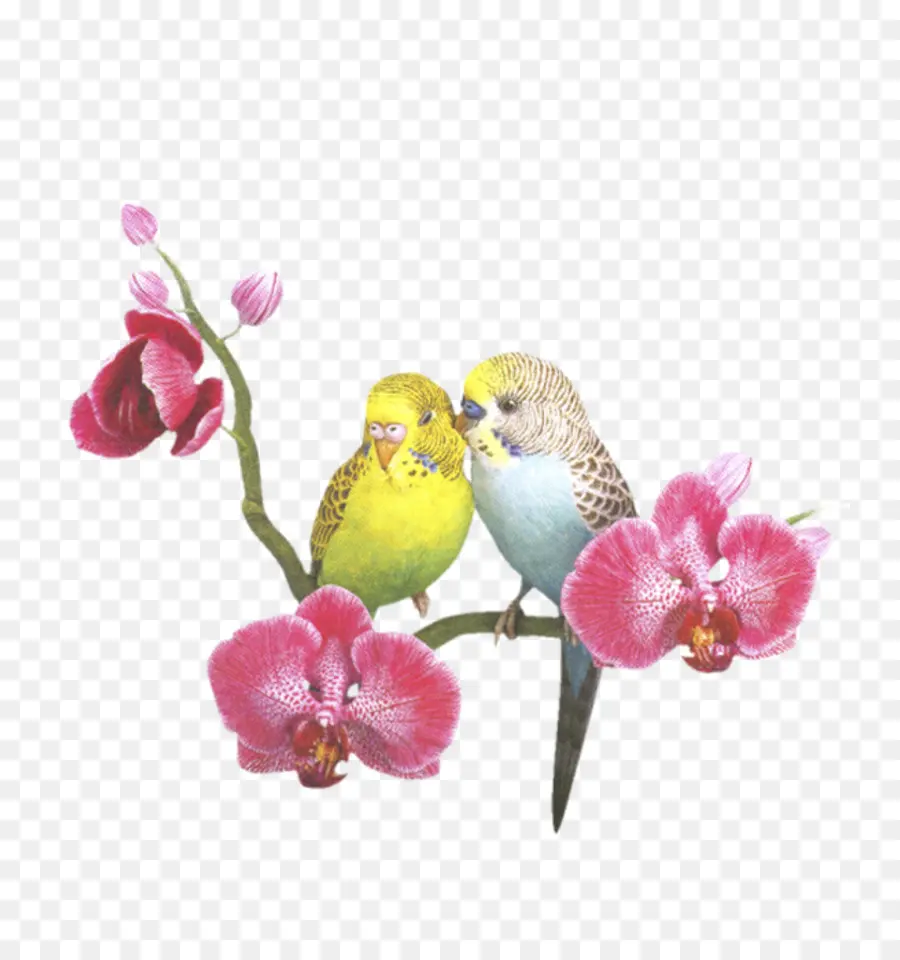 Parakeets บนสาขา，นก PNG