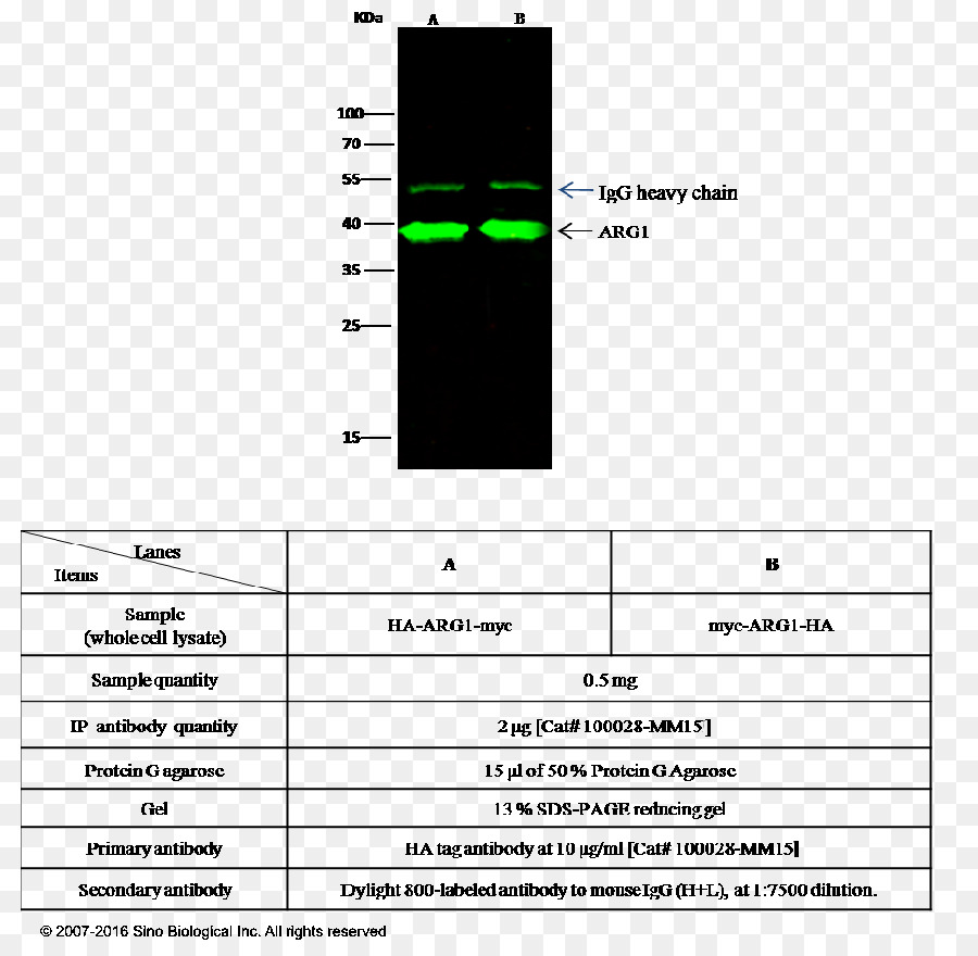 Aminopeptidase，โปรตีเอส PNG