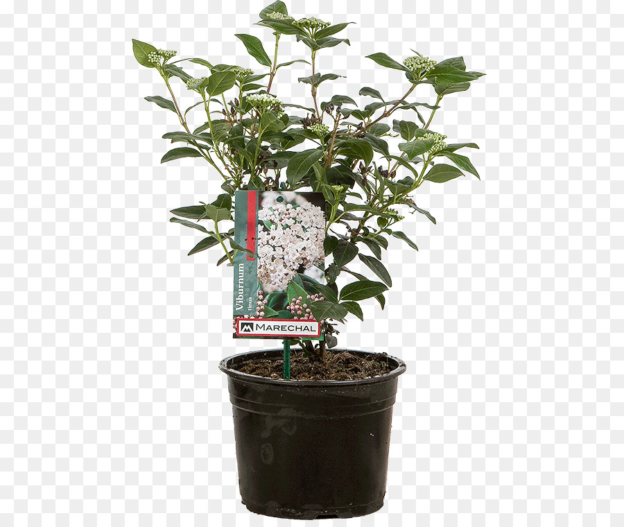 Viburnum Tinus，กระถางดอกไม้ PNG