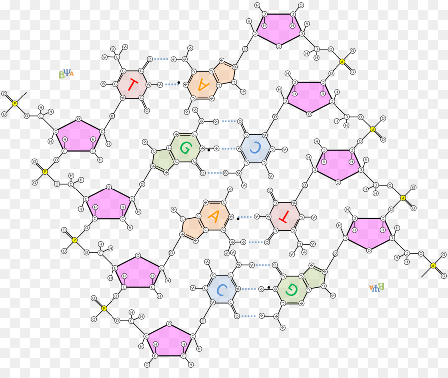 โครงสร้างดีเอ็นเอ，โมเลกุล PNG