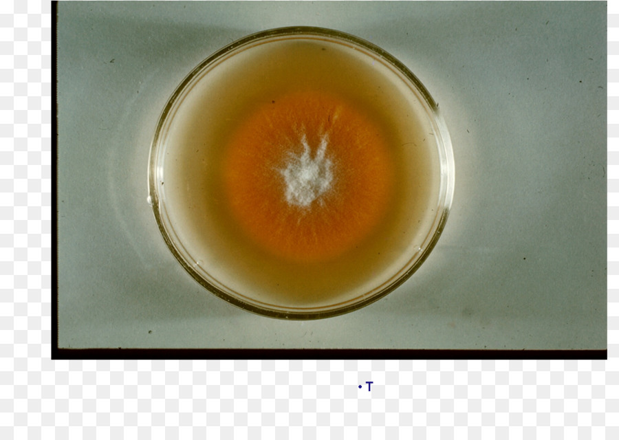 Microsporum หมา，Subcutaneous เนื้อเยื่อ PNG