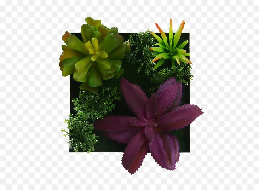 พืชกราม，Succulents PNG