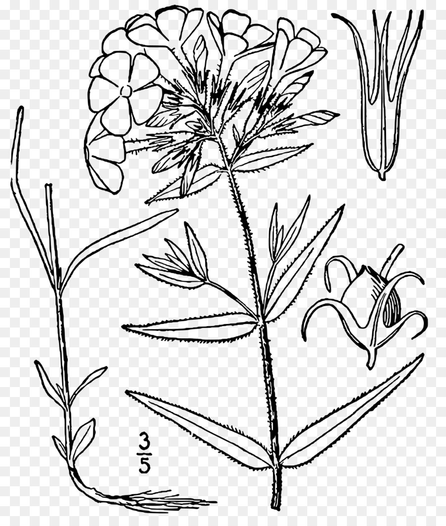 ศิลปะการใช้เส้น，Phlox Paniculata PNG