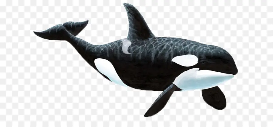 Orca，ขาวดำ PNG