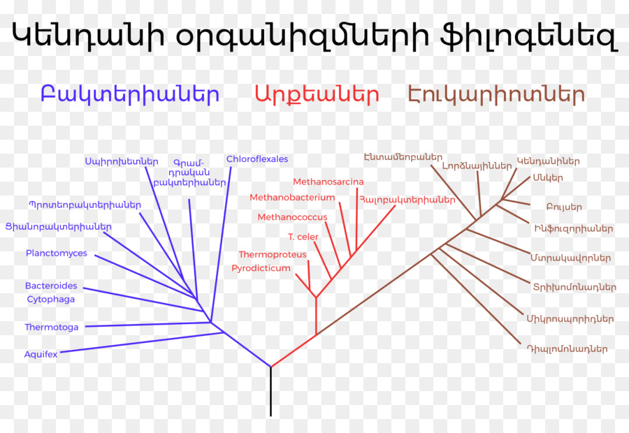 Phylogenetic ต้นไม้，วิวัฒนาการ PNG