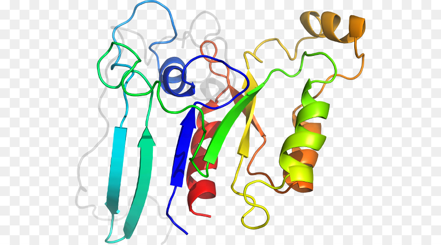 โครงสร้างโปรตีน，โมเลกุล PNG