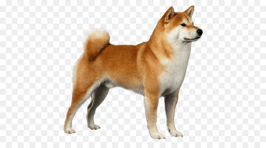 ชิบะ Inu, Japan Kgm, Basenji png png ชิบะ Inu, Japan Kgm