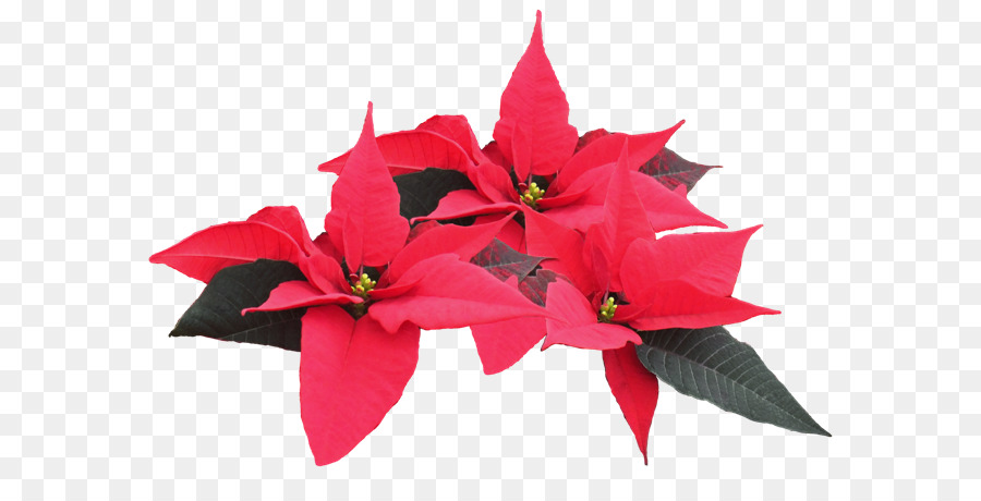 Poinsettia，ต้นไม้ PNG