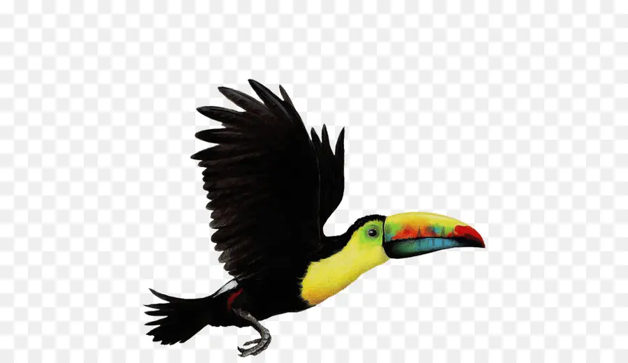 Toucan，นก PNG