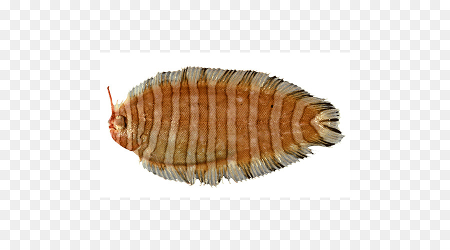 Isopods，ปลา PNG