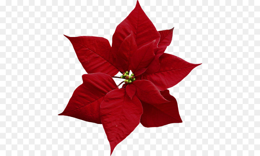 Poinsettia สีแดง，คริสต์มาส PNG